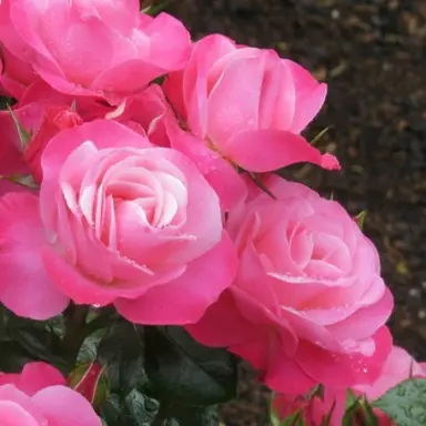 A mature rose-pink flower on Rose 'Looking Good'.