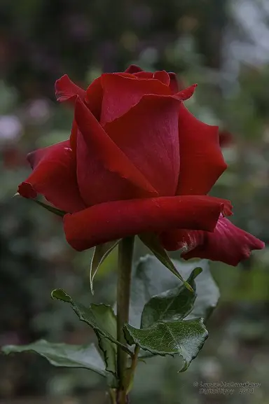 rose-love-heart-1