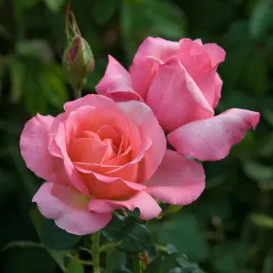 rose-lovely-lady-