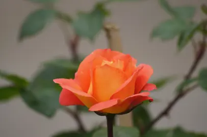 Rose 'Lovers Meeting' orange flower.