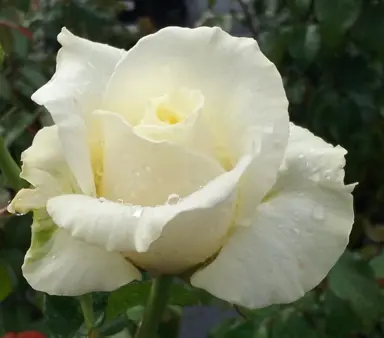 Rose 'Margaret Sherwood' white rose.