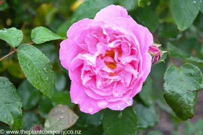 rose-mary-rose-