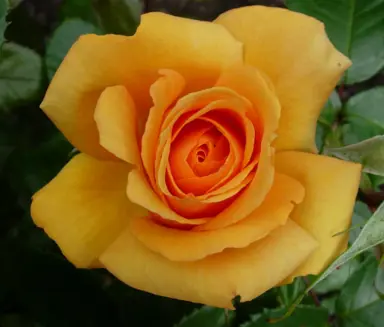 Rose 'Matawhero Magic' orange-yellow flower.