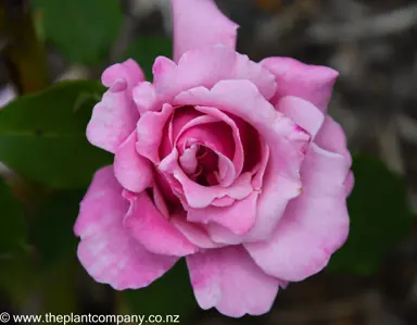 A purple flower for Rose 'Memorial Day' starting to open.