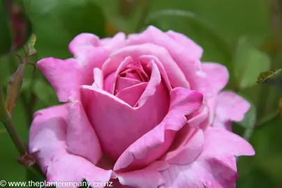 A beautiful purple flower on Rose 'Memorial Day'.