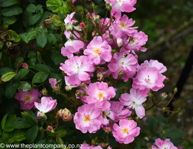 A cluster of Rose 'Monticello' pink flowers.