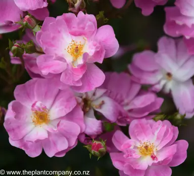 Rose 'Monticello' pink flowers.