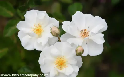 Rose 'Moonlight' white flowers.