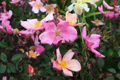 rose-mutabilis-2