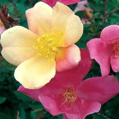 rose-mutabilis-3