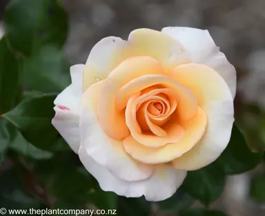 Beautiful flower on Rose 'Nelson Girls'.