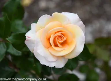 Rose 'Nelson Girls' apricot coloured flower.