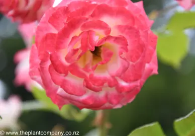 Pink tipped petals on Rose 'Nicole'.