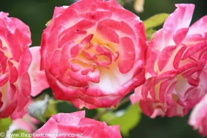 Rose 'Nicole' pink and cream flowers.