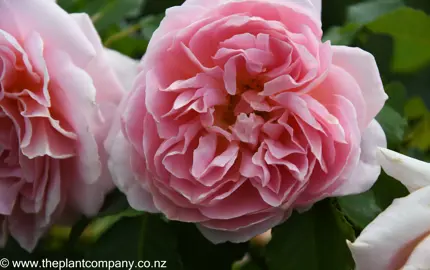 Large pink flower from Rose 'NZ Gardener'.