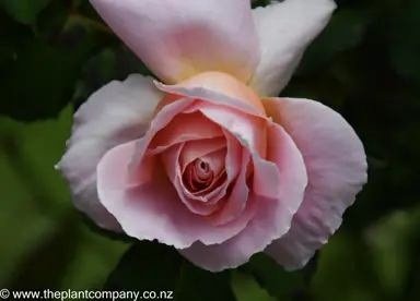 Tight, pink flower from Rose 'NZ Gardener'.