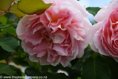 Rose 'NZ Gardener' pink flower.