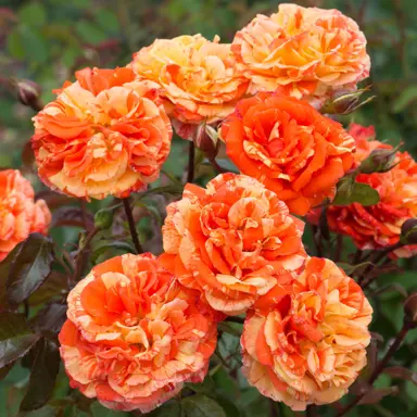 standard-rose-oranges-and-lemons-