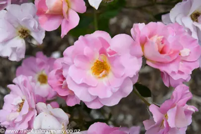 Rose 'Pacific Glory' flowers.