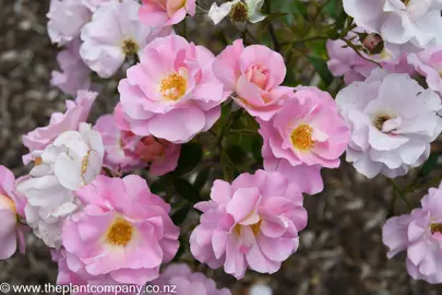 Masses of pink and white flowers on Rose 'Pacific Glory'.