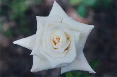 Rose Pascali white flower.