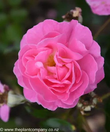 A beautiful pink flower on Rosa 'Pink Damask'