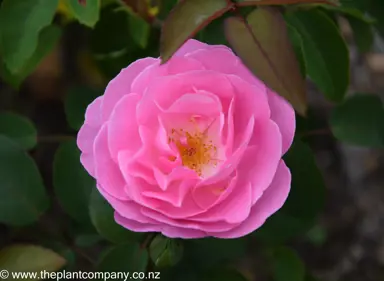 Rosa 'Pink Damask' pink flower.