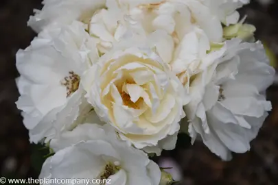 Beautiful cream-white flowers on Rose 'Princess of Wales'.