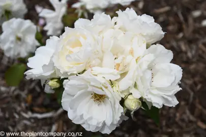 A cluster of white flowers on Rose 'Princess Of Wales'.