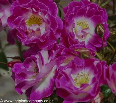 A cluster of purple flowers on Rose 'Purple Pizazz'.