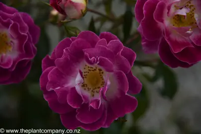 Stunning purple flowers on Rose 'Purple Pizazz'.