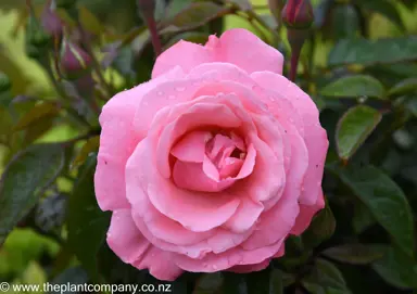 Rose Queen Elizabeth flowers that are large and bright pink.