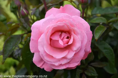 Large pink flower for the rose variety Queen Elizabeth.