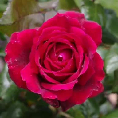 rose-romeo-