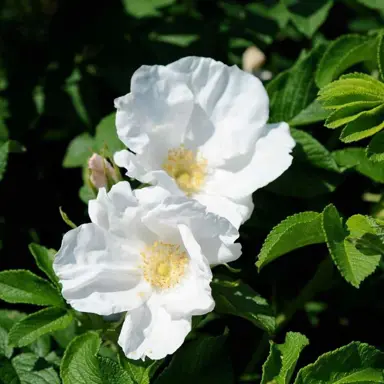 rose-rugosa-alba-4