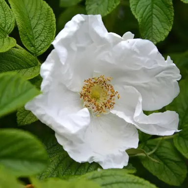 rose-rugosa-alba-5