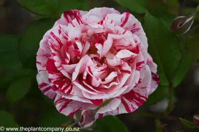 Beautiful flower from the Rose 'Scentimental' with red and white streaked petals.