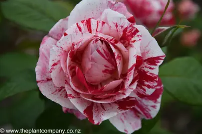 Rose 'Scentimental' with red and white streaked petals.