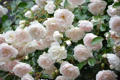 Rose 'Seafoam' climbing rose with masses of white-pink flowers.