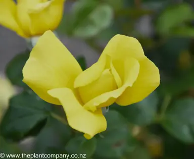 Rose 'Serendipity' yellow flower.