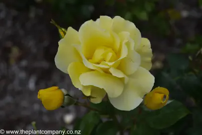 Rose 'Serendipity' yellow flower with buds.