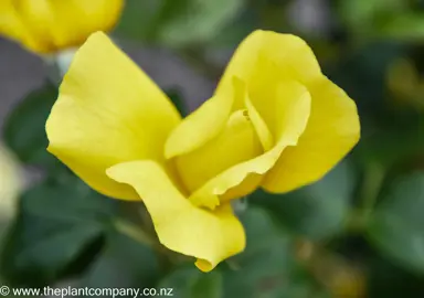 Yellow flower of the Rose 'Serendipity'.