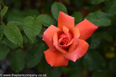 Exquisite orange flowers on the rose variety Smokey Joe.