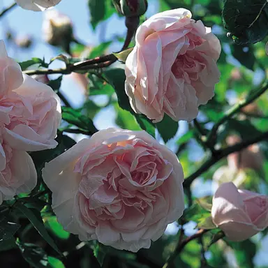 climbing-rose-souvenir-de-la-malmaison-1