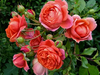 standard-rose-summer-song-3