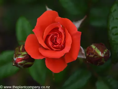 rose-tabasco-