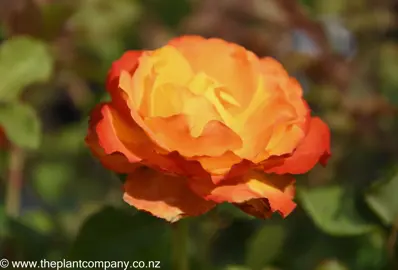 Rose 'Tequila Sunrise' flower.