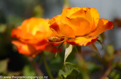 Rose 'Tequila Sunrise' orange flower.