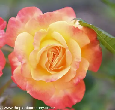 Elegant orange flower on Rose 'Tequila Sunrise'