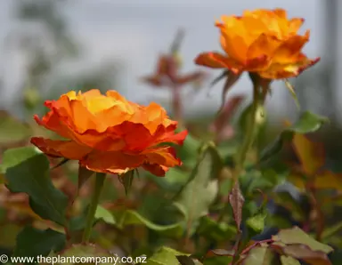 Orange and red flower on the Rose 'Tequila Sunrise'